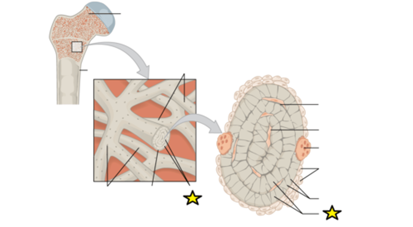 <p>Concentric rings made up of groups of hollow tubes of bone matrix</p>