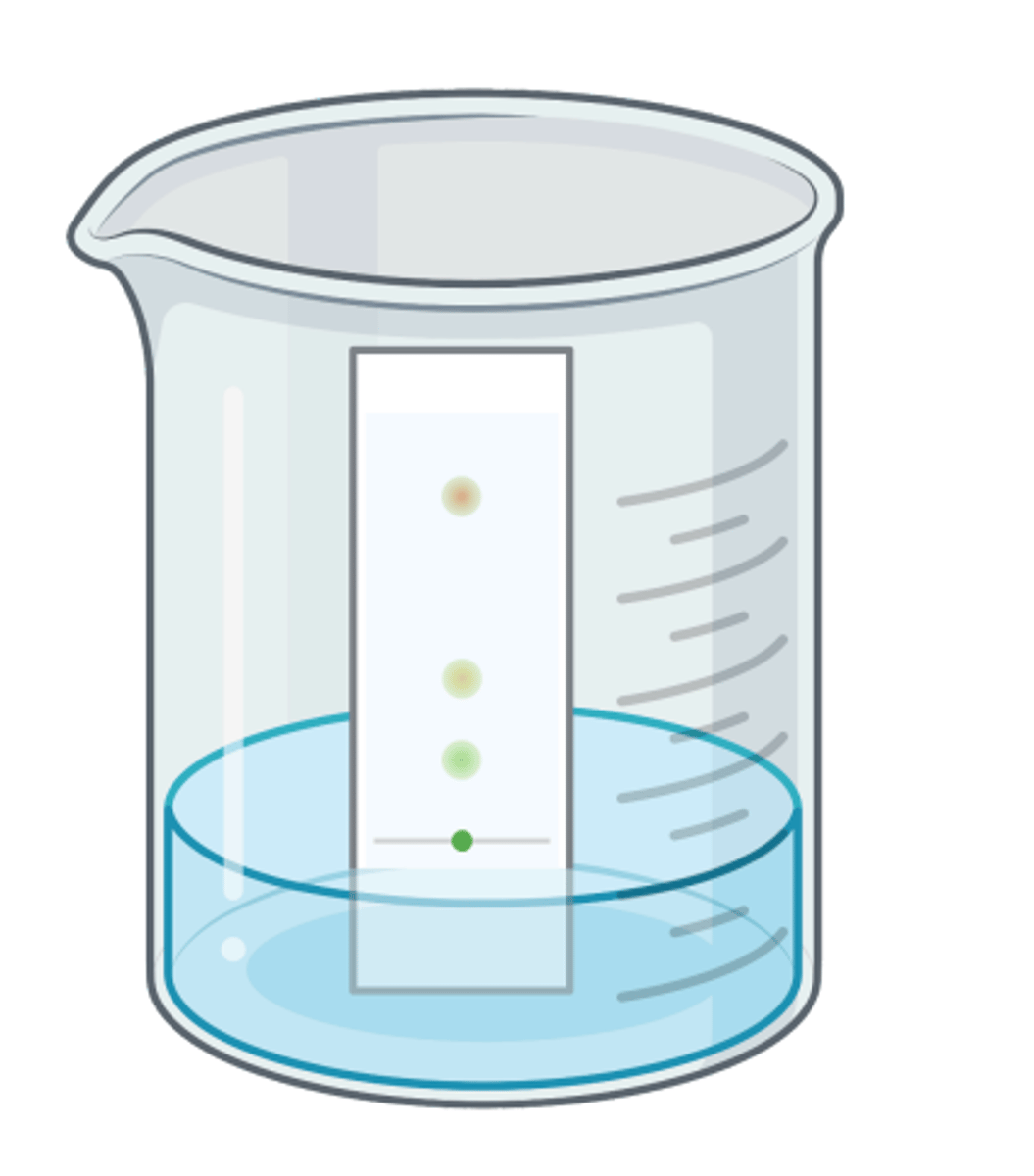 <p>1. Crush leaves with solvent to extract pigments</p><p>2. Draw a pencil line on chromatography paper, 1 cm above bottom</p><p>3. Add a drop of extract to line (point of origin)</p><p>4. Stand paper in beaker of (organic) solvent , ensuring solvent is below point of origin</p><p>5. Add lid and leave to run (solvent moves up, carrying dissolved pigments)</p><p>6. Remove before solvent reaches top and mark solvent front with pencil</p>