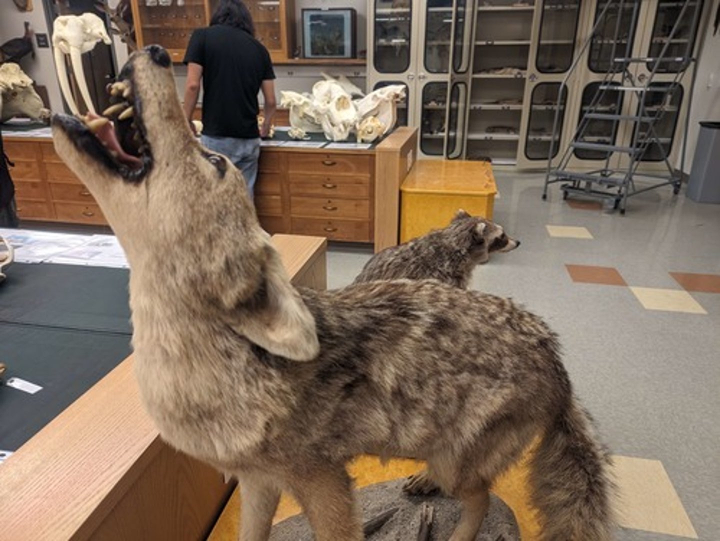 <p>What animal is this?</p>