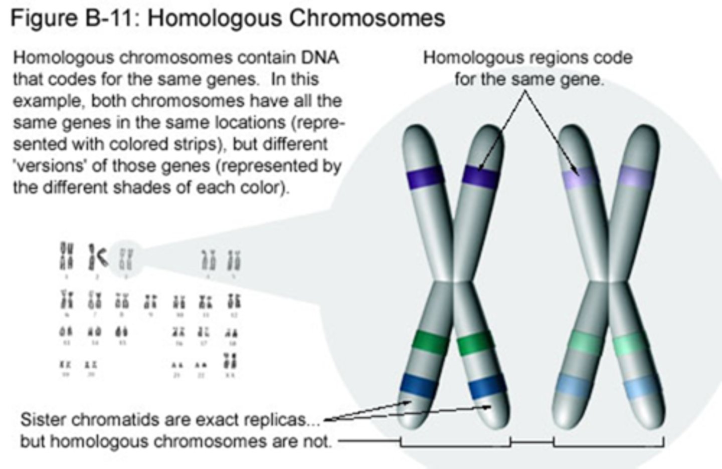 <p>- homologe chromosomen hebben het DNA dat codeert voor gelijke genen</p><p>- het kan zijn dat ze andere allellen bezitten van ditzelfde gen</p>