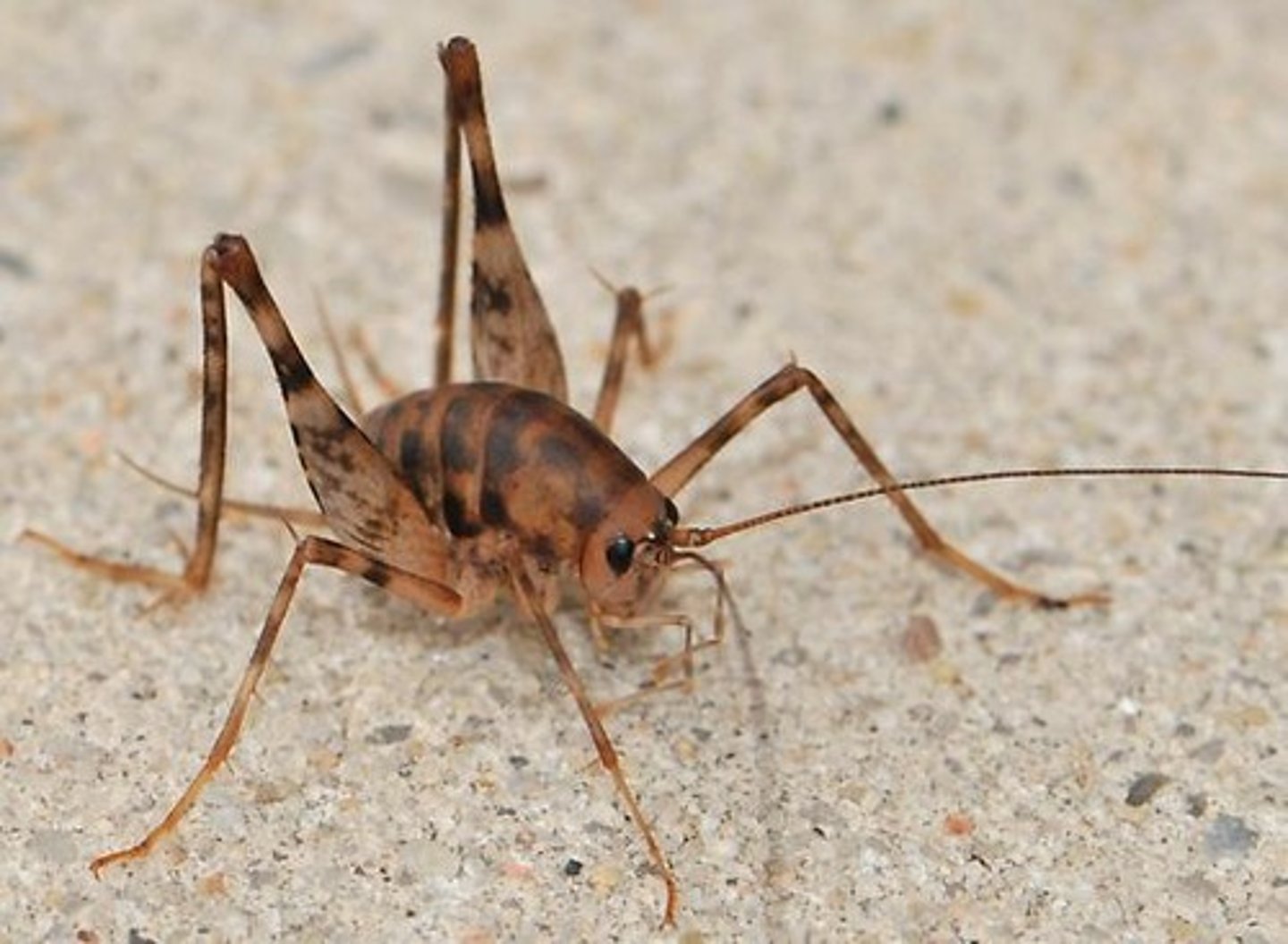 <p>Cricket Family</p>
