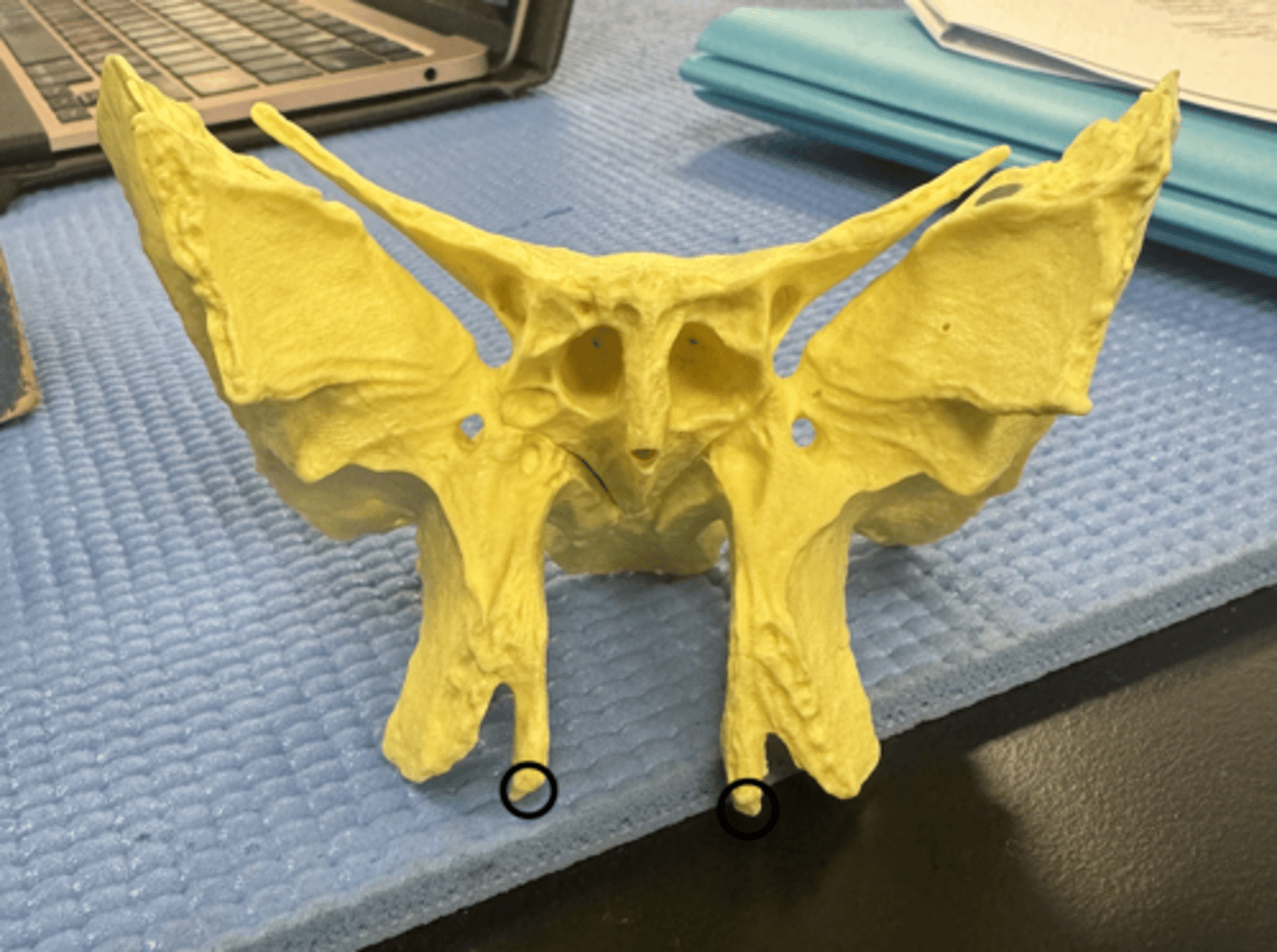 knowt flashcard image