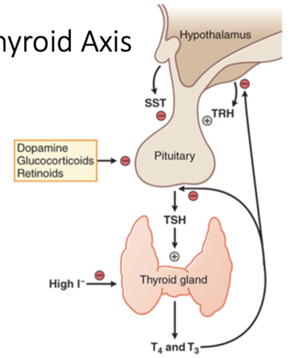 <p>• Many neural inputs to the hypothalamus which stimulate secretion of TRH (thyroid releasing hormone)</p><p>• TRH then stimulates TSH (thyroid stimulating hormone) from anterior pituitary</p><p>• TSH then stimulates thyroid gland to synthesize and release of thyroid hormones (T3 and T4)</p><p>• Negative feedback loop (somatostatin, T3 and T4, and iodine inhibits)</p><p>• High levels of T3 and T4 block TSH and TRH secretion</p>