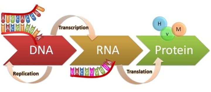 <p>a)Núcleo</p><p>Existem três classes de RNA: o RNA ribossómico, o RNA transportador e o RNA mensageiro. São encontrados tanto em organismos procariontes como em eucariontes.</p><p>RNA mensageiro (RNAm): Produzido e criado no núcleo a partir de DNA durante a transcrição,desempenha papel fundamental na síntese de proteína.</p>