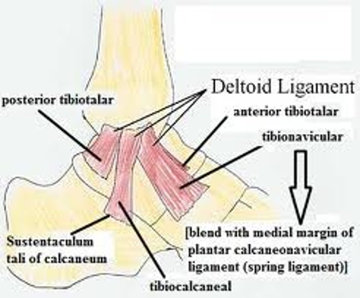 <p>Triangle-shaped collateral ligament on the medial side of the ankle; limits eversion; has 3 sets of fibers (tibionavicular, tibiocalcaneal, tibiotalar)</p>