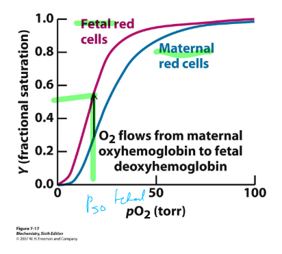 <p>ɑ<sub>2</sub>ɤ<sub>2</sub> tetramer </p><p>different than adult Hb </p><p>binds O2 with higher affinity than adult Hb </p>