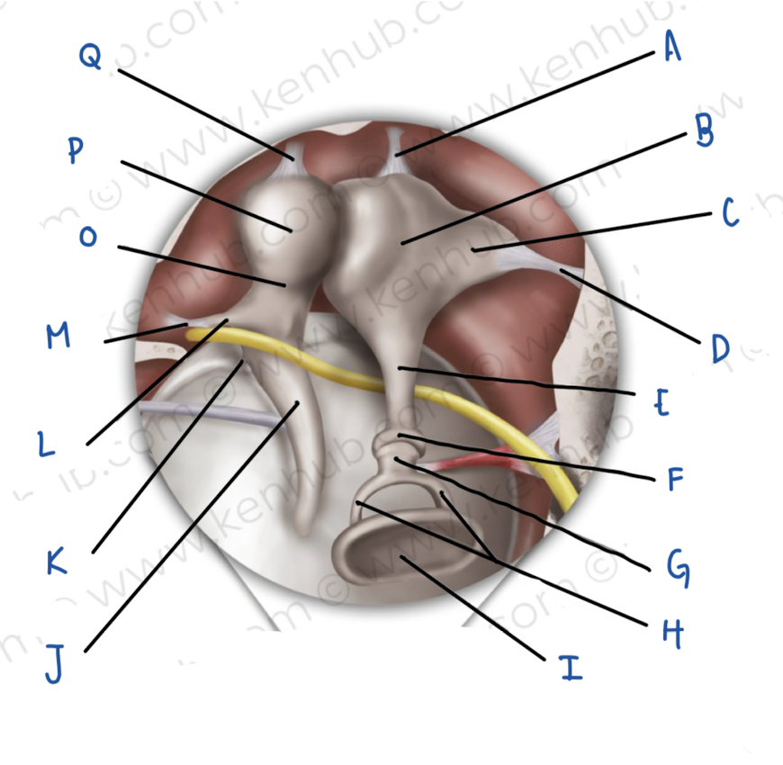 <p>Name the middle ear structure labeled Q</p>