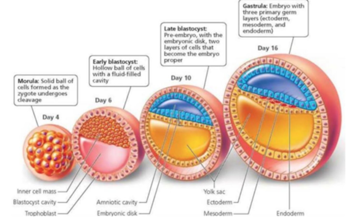 <p>Ectoderm (outside later), mesoderm (middle layer), and endoderm (internal layer)</p>
