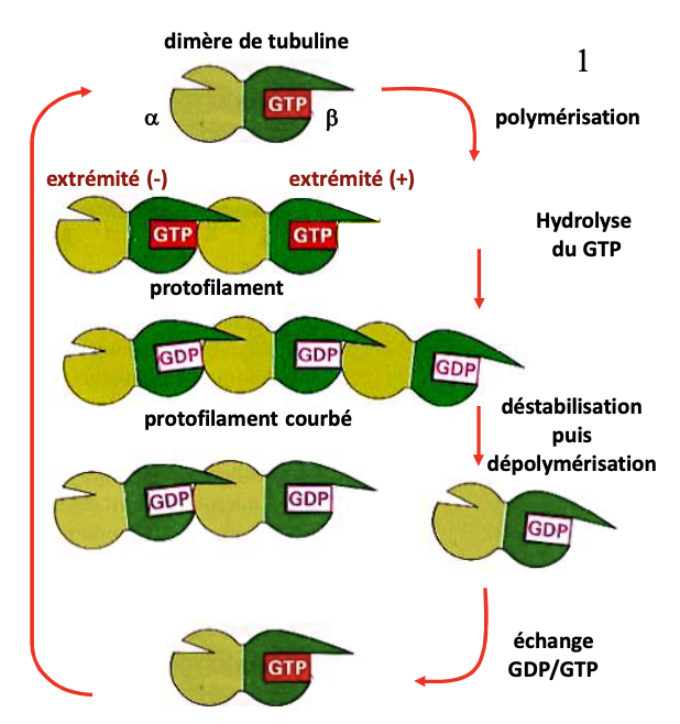 <ul><li><p>Dimères de tubuline liés au <strong>GTP</strong> → favorisent polymérisation</p></li><li><p>Hydrolyse du GTP en GDP → diminue l’affinité → <strong>courbure du protofilament</strong> → <strong>dépolymérisation</strong></p></li><li><p>Échange GDP → GTP → <strong>polymérisation</strong> possible</p></li></ul><p></p>