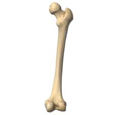 <p>Big thigh bone </p>