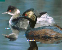 <p><span><span>Podiceps nigricollis </span></span></p>
