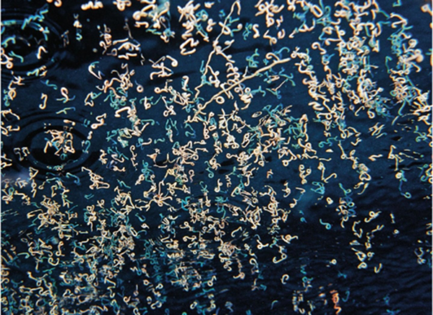 <p>Formation of a reproductive individual (an epitoke) that is different than the nonreproductive form (an atoke). What is this called?</p>