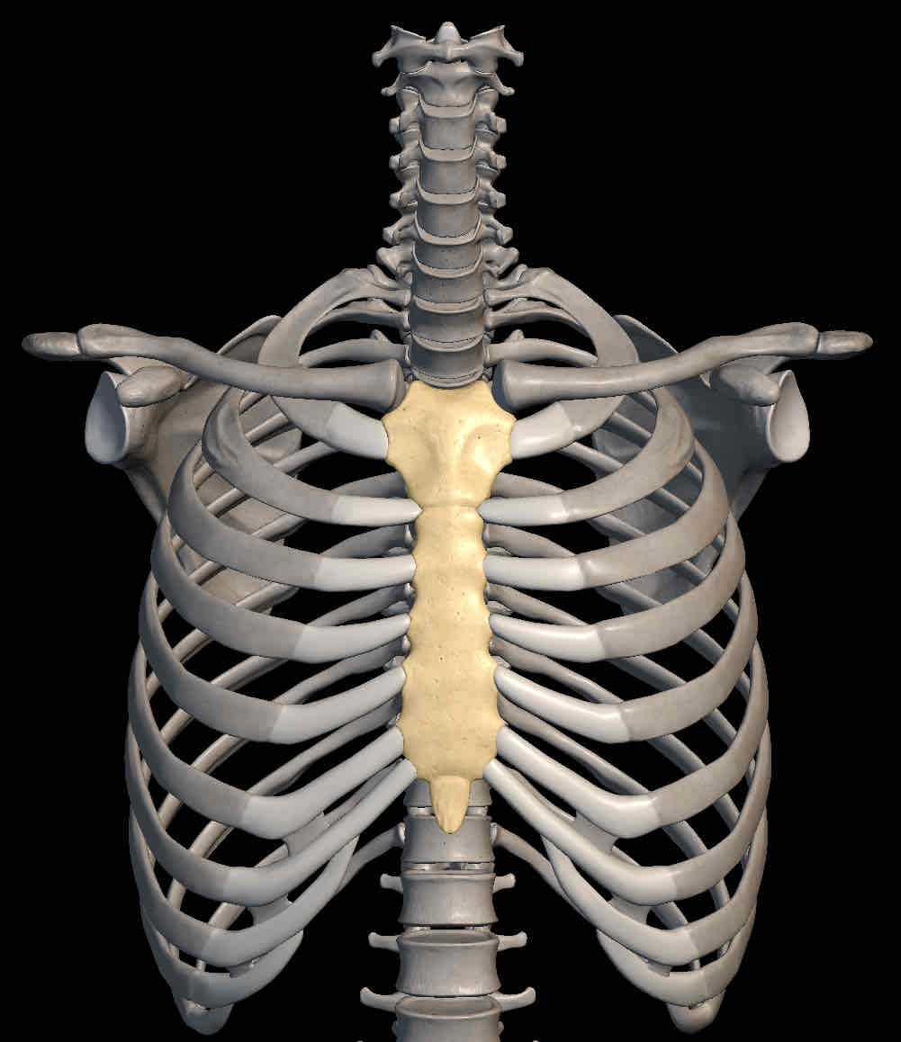 <p>Name the bone</p>