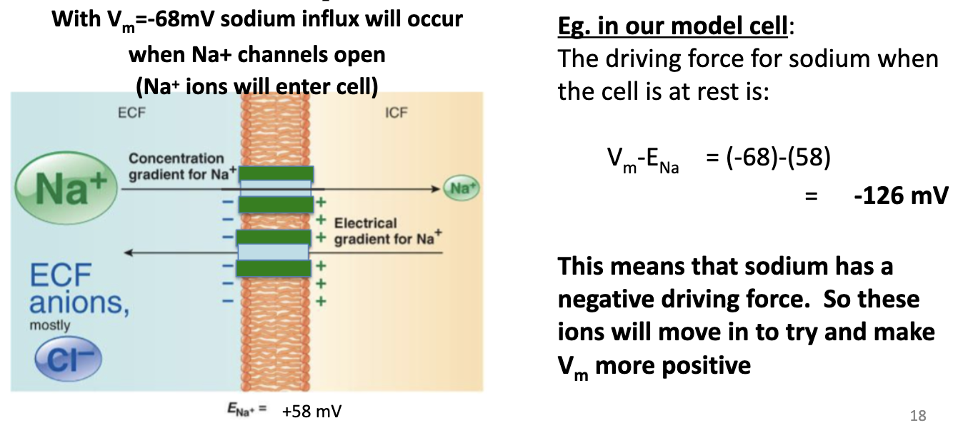 <ul><li><p>Vm − Eion &lt; 0 → positive ion moves <strong>into cell</strong></p></li><li><p>Example: Vm = −68 mV, ENa = 58 mV</p><ul><li><p>Vm − Eion = (-68) - (58) </p></li><li><p>Driving force = −126 mV → Na+ moves <strong>in</strong> to depolarize cell</p></li></ul></li></ul><p></p>