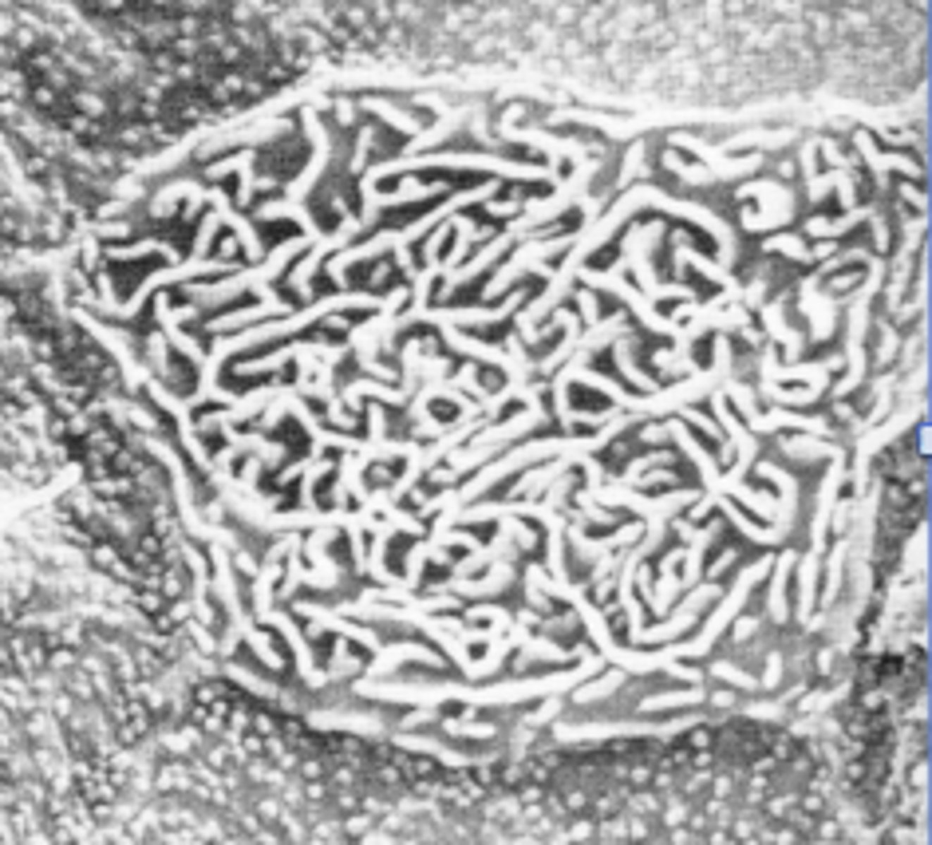 <p>microvilli &amp; microplicae</p>