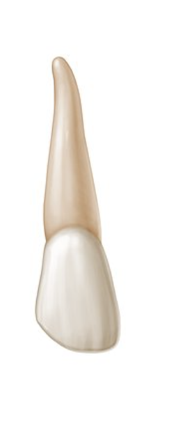 <p>root of LI</p>