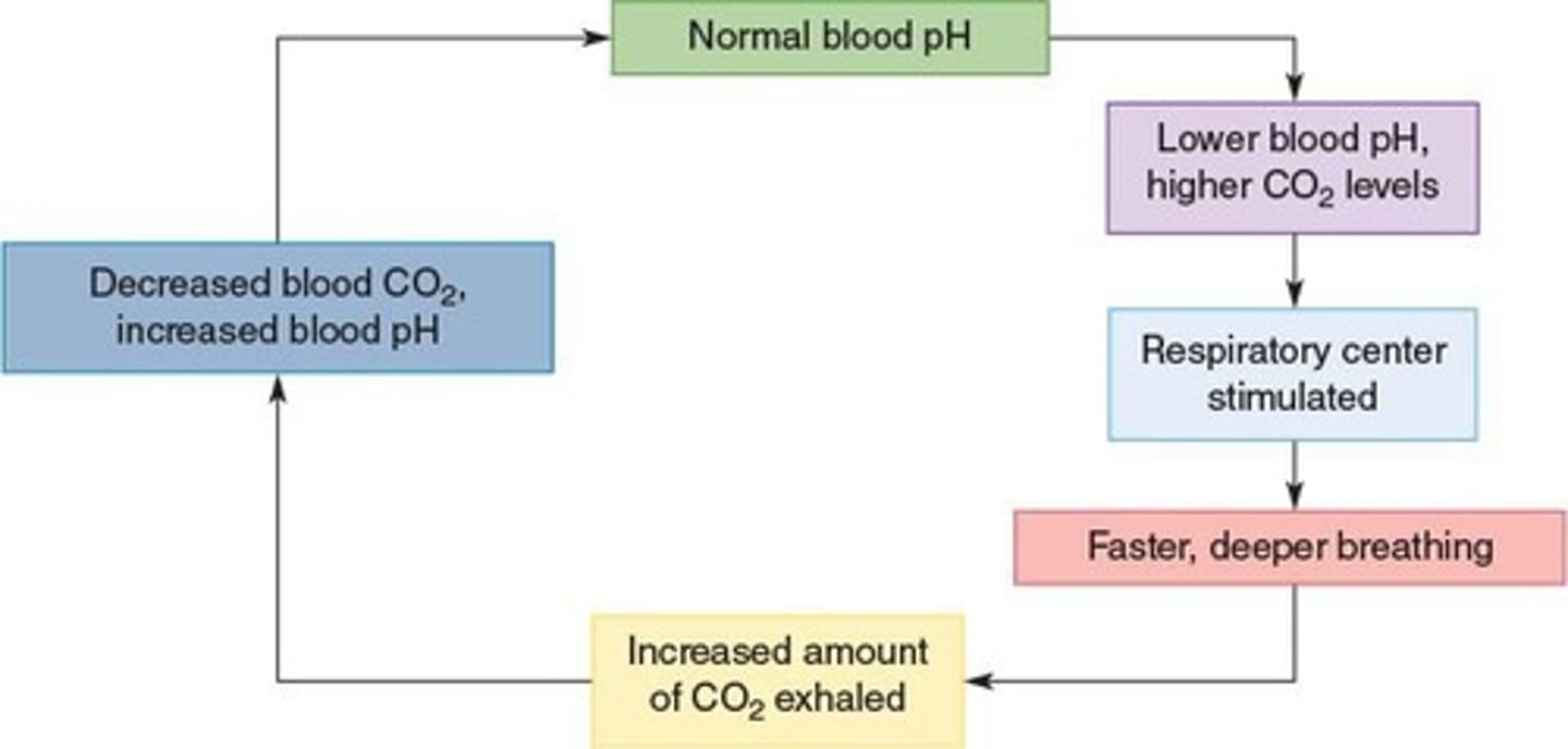 <p>Regulates blood pH via CO2 levels.</p>