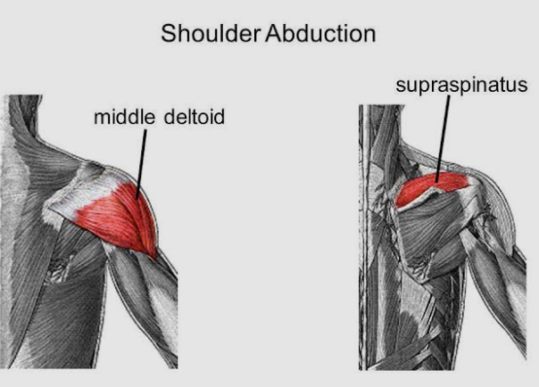 <p><span>Shoulder Abductors</span></p>