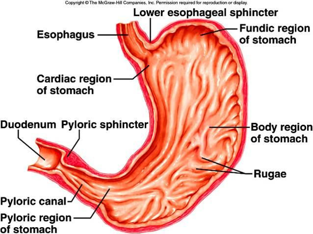 <p>False. It is located between the duodenum and the stomach.</p>