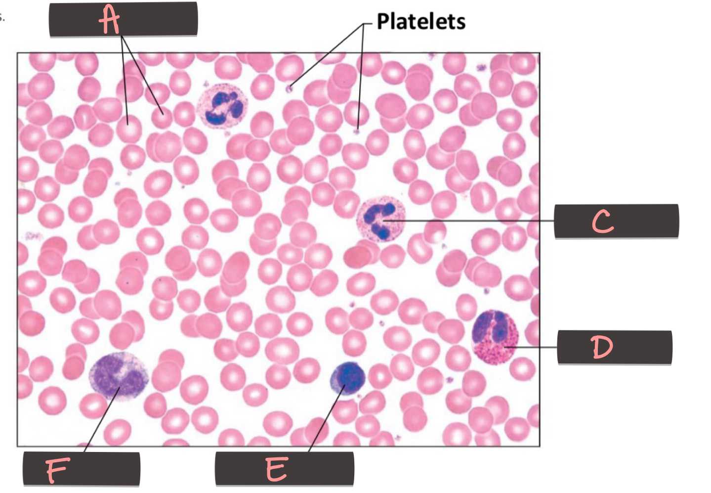 <p>Platelets</p>