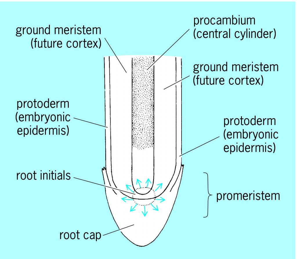 <ul><li><p>root hair</p></li><li><p>ground meristem</p></li><li><p>procambium</p></li><li><p>root apical meristem</p></li><li><p>root cap</p></li></ul>