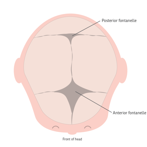 <p><strong>wider structures</strong> found in the <strong>fetal skull</strong></p><ul><li><p>allow share to change during birth </p></li><li><p>close within 1st 2 years of living</p></li></ul><p></p>