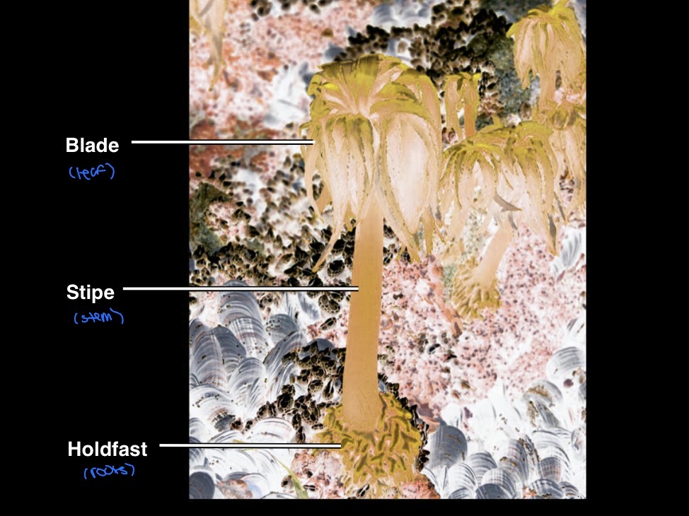 <p>Algal body called thallus, is plantlike but lacks true roots, stems and leaves</p><ul><li><p>has a root like holdfast that anchors the stemlike stipe to support the leaflike blades</p></li></ul><p></p>
