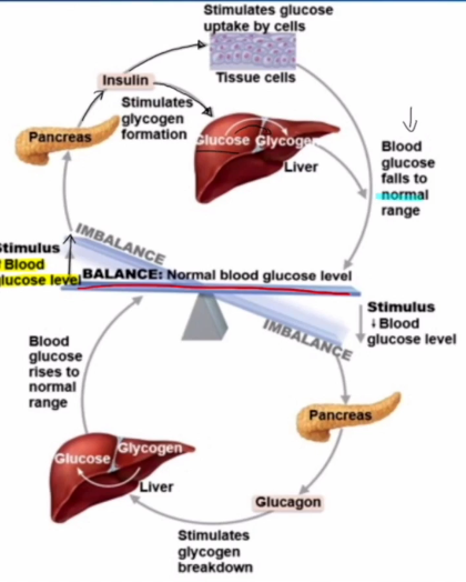 <ol><li><p>Too much glucose in the blood.</p></li><li><p>Insulin is released by the pancreas</p></li><li><p>Insulin instructs cells to take and store glucose, and tells the liver to store glucose as glycogen</p></li><li><p>Glucose levels drop in the blood</p></li></ol><p></p><ul><li><p>Inhibits Glycogenolysis: Breakdown of glycogen into sugar</p></li><li><p>Inhibits Gluconeogenesis: Synthesis of glucose from lactic acid and noncarbohydrates</p></li></ul><p></p>