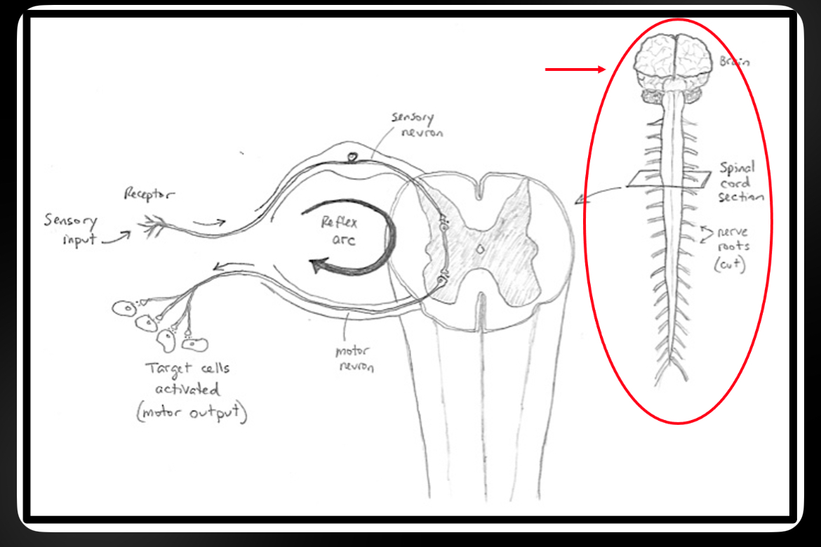 <p>Brain and spinal cord; integrates sensory input and coordinates motor output</p>