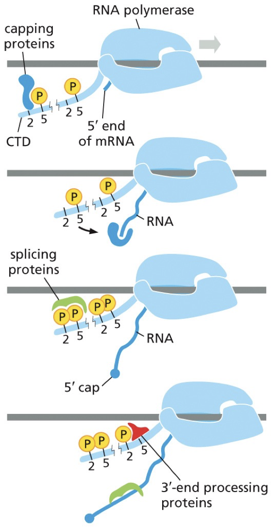 The CTD sites will change their enzyme or protein