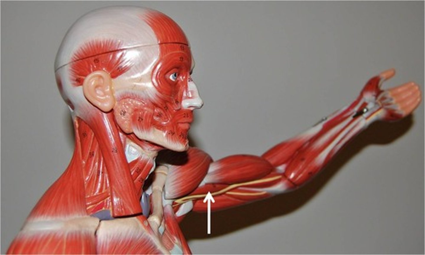 <p>Flexes and adducts arm</p><p>Innervated by musculocutaneous nerve (C5 - C7)</p>