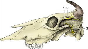<p>Emerge from orbit → runs along and just below frontal crest to the base of the horn</p>
