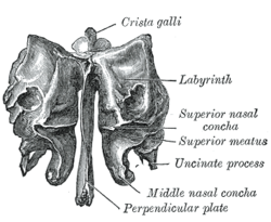 in ethmoid bone