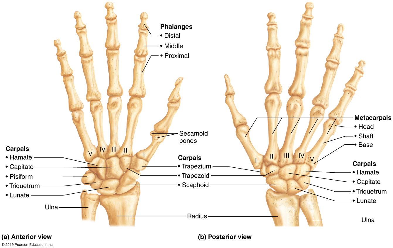 <p>hands</p>
