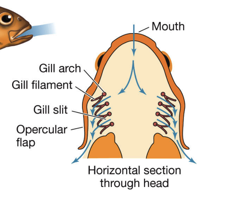 <p>have 4 gill slits</p><p>Each arch has pairs of gill filaments</p><p>Bony fishes also have a gill cover (operculum)</p>