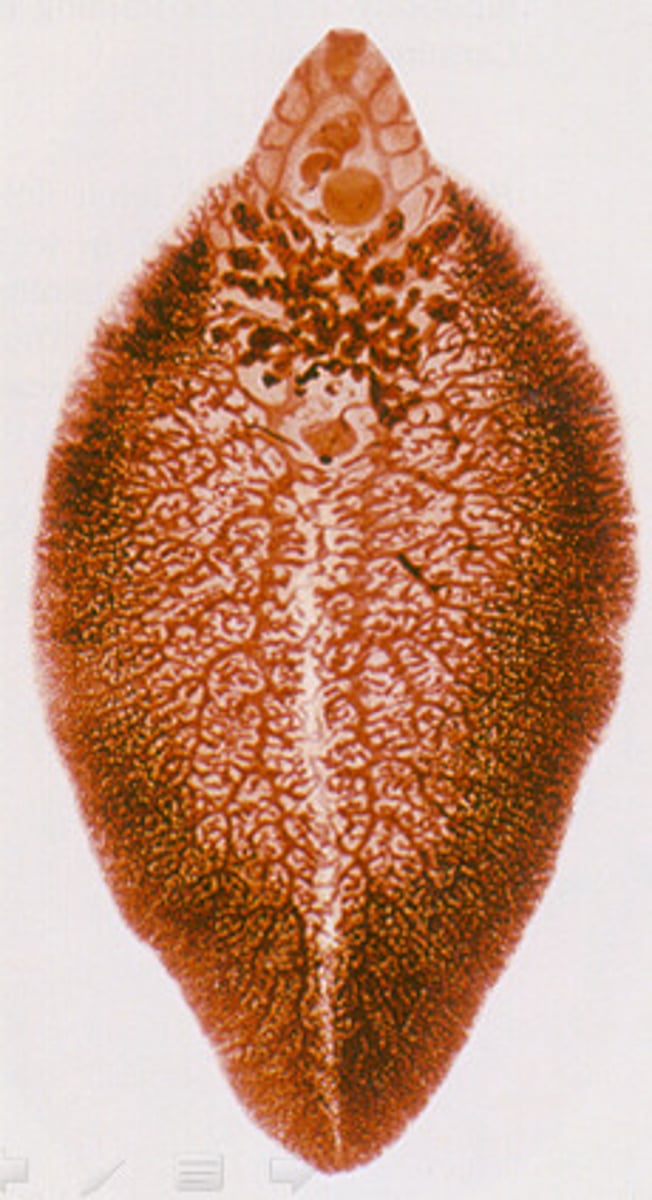 <p>Is this an endoparasite or an ectoparasite?</p>