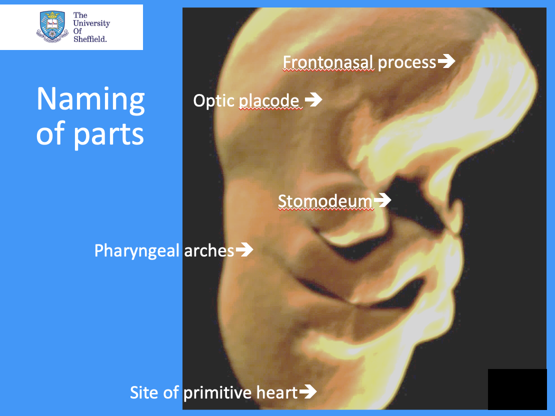 <p>outline the stomodeum and optic placode</p>