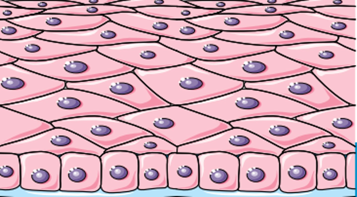 <p>classify this epithelial lining</p>