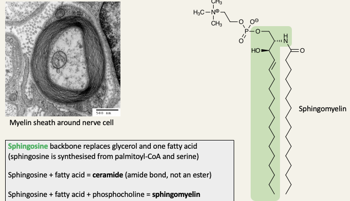 <ul><li><p>Myelin sheaths surround the axons of nerve cells and acts like the insulation around an electrical wire - the myelin sheath is the plasma membrane of Schwann cells, wrapped around the axon in multiple layers</p></li><li><p>Sphingosine backbone replaces glycerol and one fatty acid</p></li><li><p>Sphingosine + fatty acid = ceramine</p></li><li><p>Sphingosine + fatty acid + phosphocholine = sphingomyelin</p></li></ul><p></p>