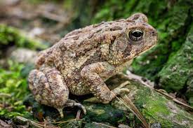 <p>the toad</p>