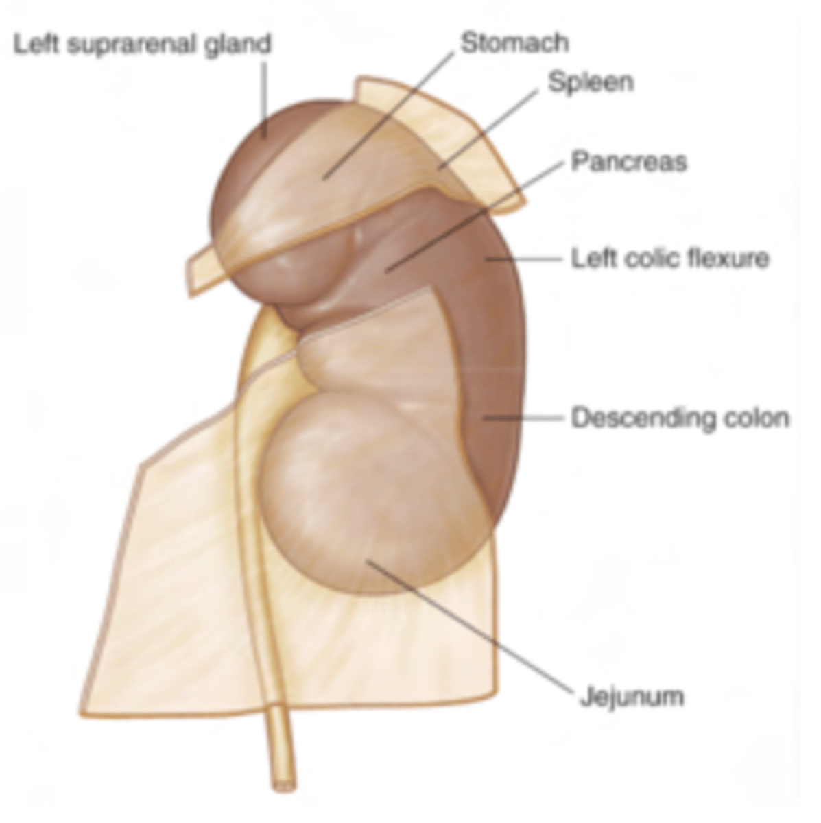 <p>directly associated by the suprarenal gland but separated from the stomach and spleen by the peritoneum.</p>