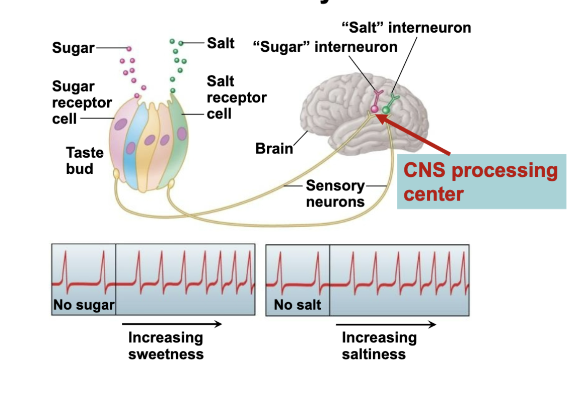 <p>sugar/salt is eaten, the taste bud goes through the process we just talked abt, the NT is sent through sensory neurons to the sugar/salt interneurons in the CNS</p><ul><li><p>more sugar/salt, the more APs there are sent to the brain</p></li></ul><p></p>