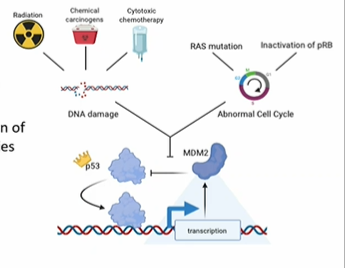 <p>MDM2, which binds and target it for destruction </p><p></p><p>p53 regulates itself by triggering the expression of MDM2 in a feed-back loop, keeping its activity under control once the emergency stress is resolved</p>