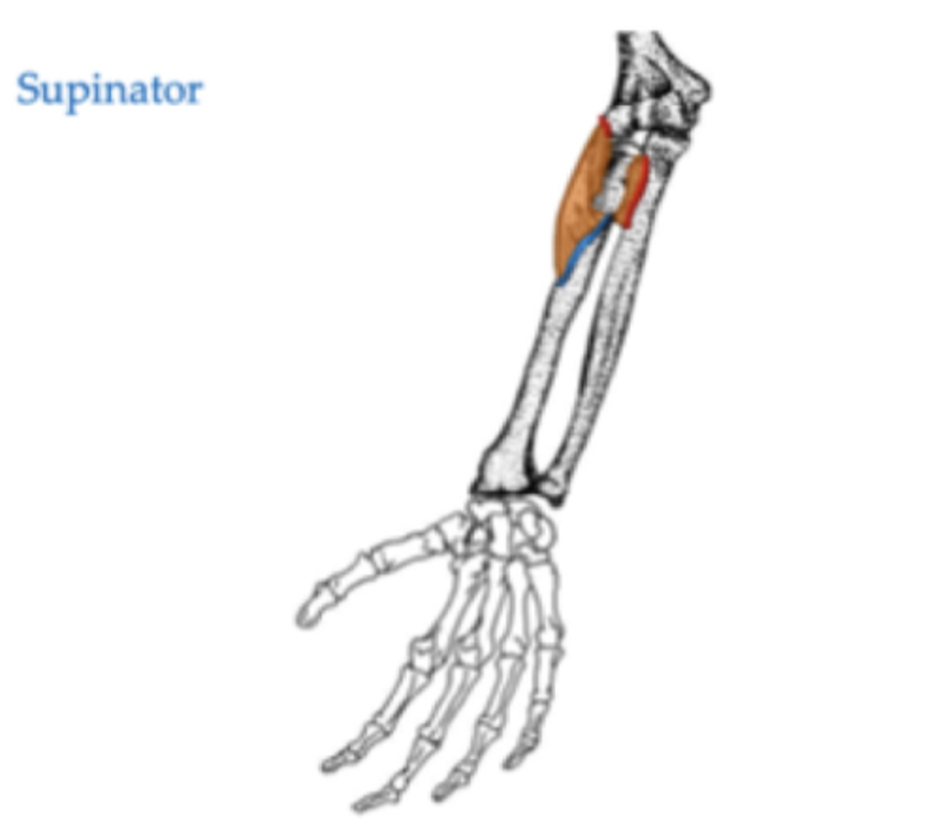 <p>Lateral epicondyle of the humerus</p><p>Radial notch of the ulna</p>