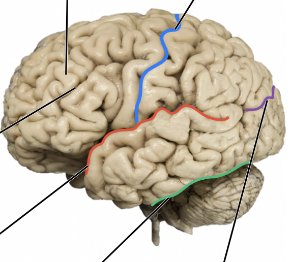 <p>label the general structures of the brain</p>