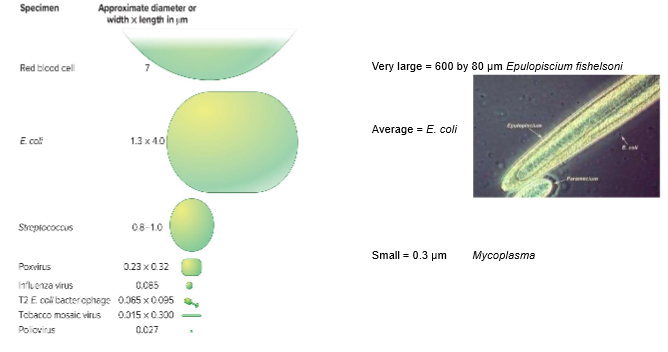 <p>can range from larger than a RBC to smaller than the largest virus; can’t say that bacteria is smaller than euks</p>