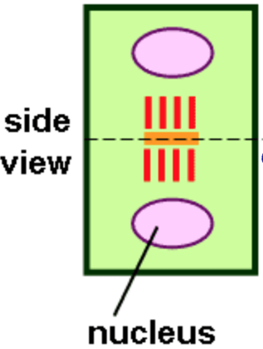 <p>- system of microtubules appearing betw 2 sets of daughter xmosomes</p><p>- scaffolding 4 assembly of the cell plate</p>