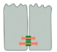 <p>channels allow communication between cells</p>