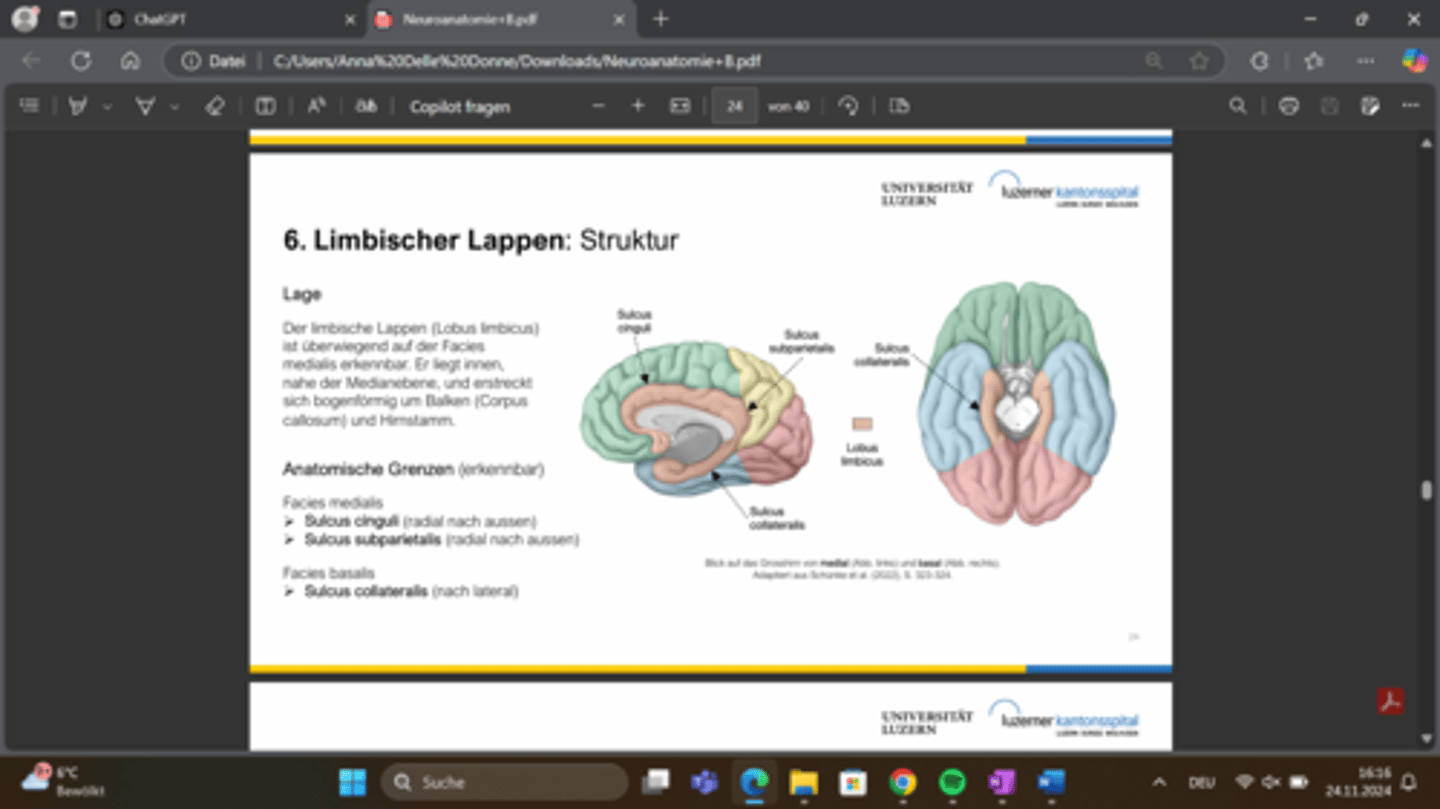 <p>Er liegt auf der Facies medialis und umgibt bogenförmig das Corpus callosum sowie den Hirnstamm.</p><p>Grenzen: Sulcus cinguli, Sulcus subparietalis, und Sulcus collateralis.</p>