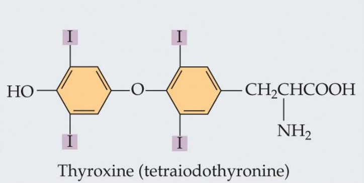 <p>Modified versions of single amino acids; smaller and simpler</p><p>Bind to receptor proteins on the surface; activate second messengers; fast, but not as fast as synaptic signals</p>